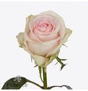 ΤΡΙΑΝΤΑΦΥΛΛΑ ΡΟΖ ΑΠΑΛΟ 60εκ ROSEN REVIVAL SWEET 60cm